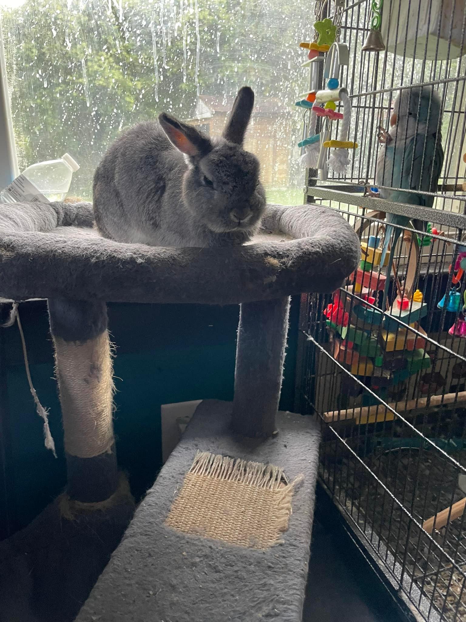 Enlarge ARCHIMEDES & MACADAMIA, a Adoptable Quaker Parakeet in Sanford, NC image 5/6