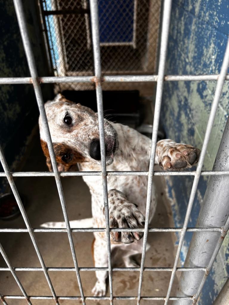 Fromage, Adoptable, Young Female Cattle Dog & Mixed Breed.