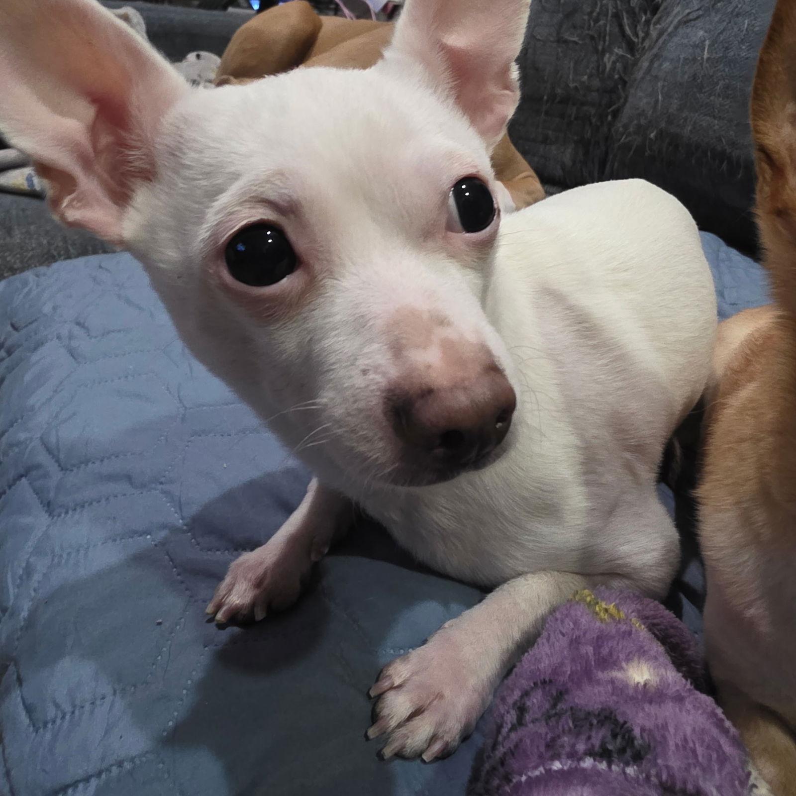 Buddy, Adoptable, Adult Male Chihuahua.