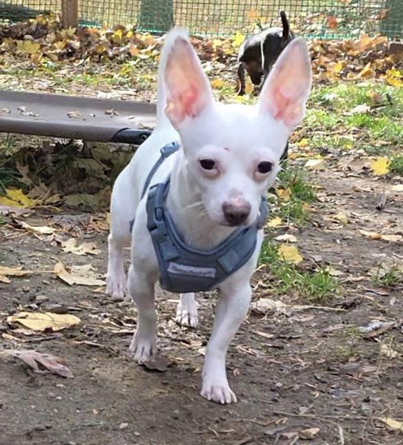 Buddy, a Adoptable Chihuahua in Chester, NJ image 2/3