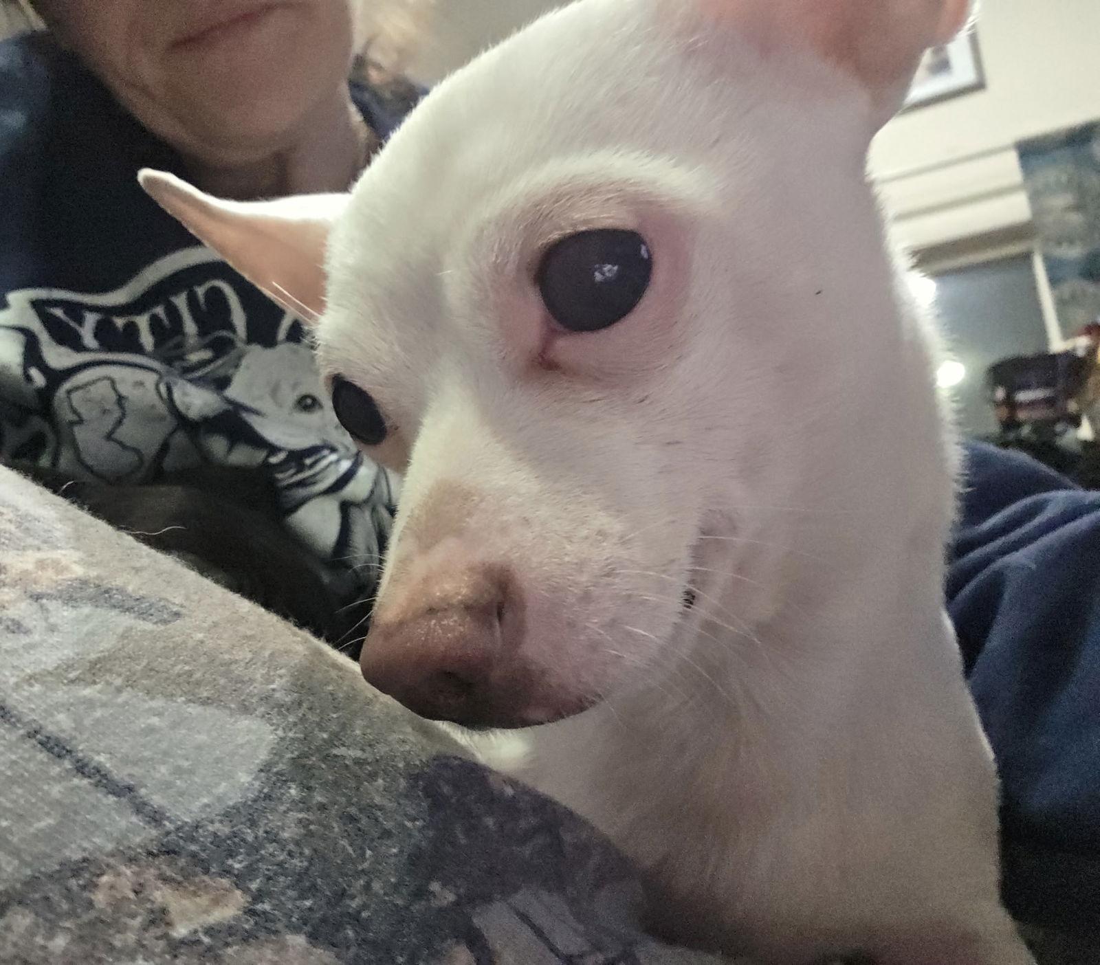 Buddy, a Adoptable Chihuahua in Chester, NJ image 3/3