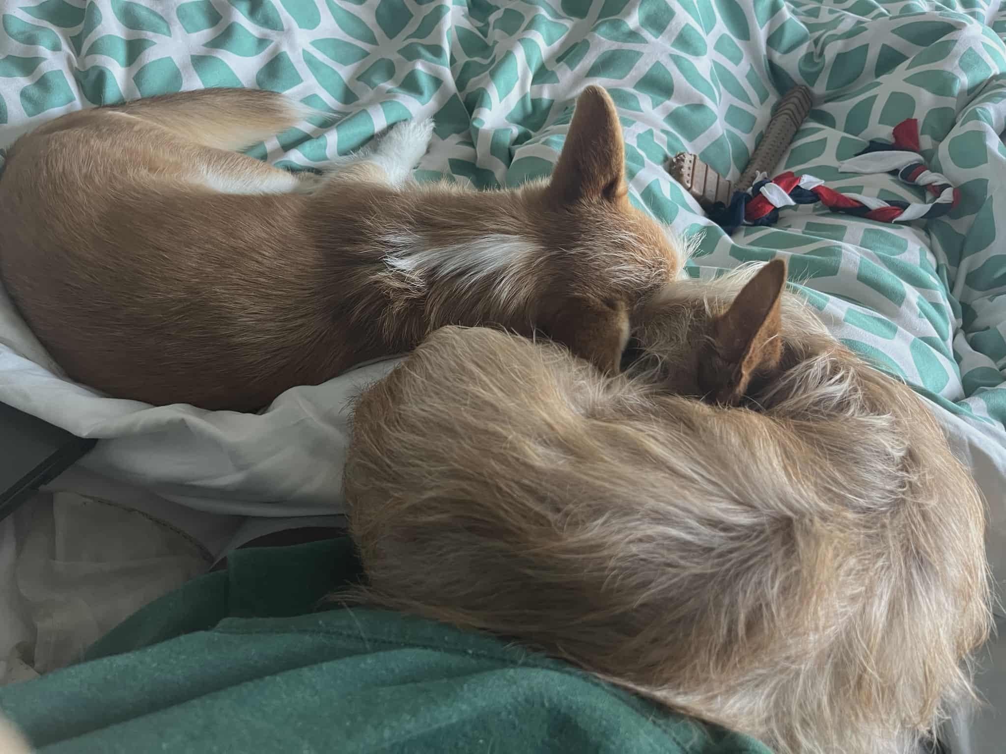 Scooby, ADOPTABLE, Young Male Schnauzer.