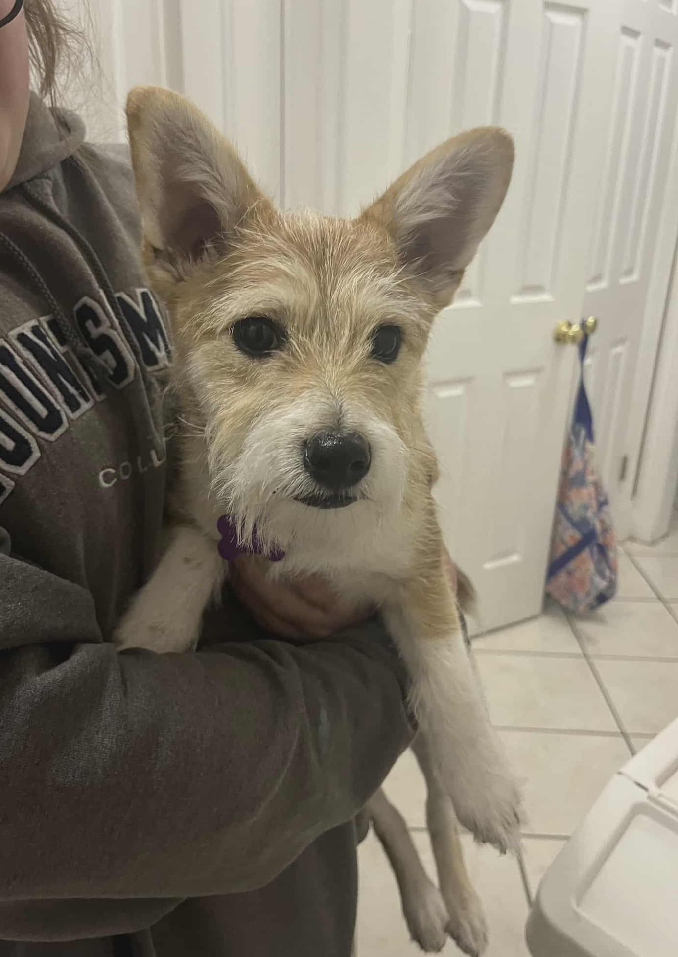 Enlarge Scooby, a ADOPTABLE mixed breed in Ellicott City, MD image 2/5