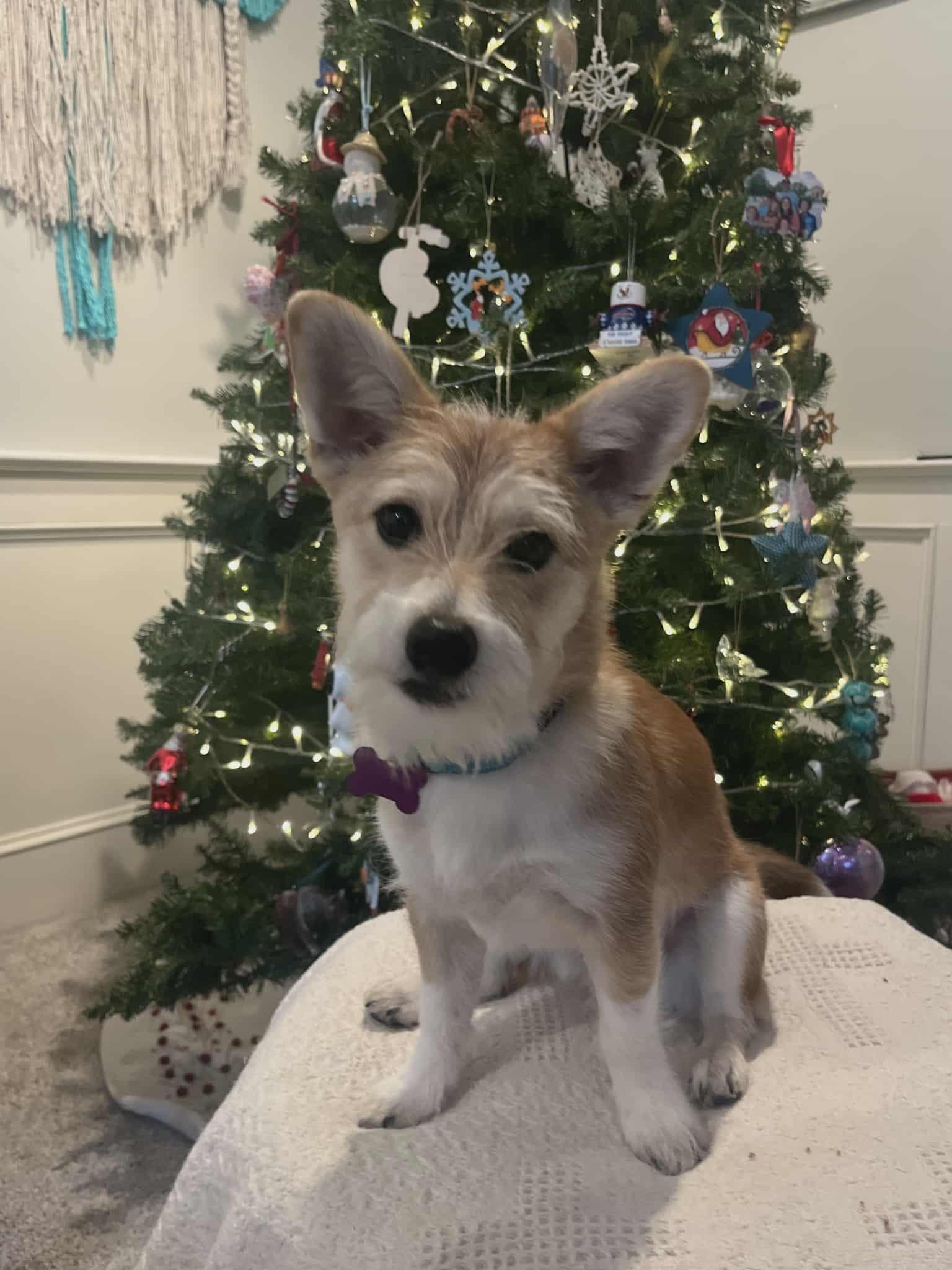 Enlarge Scooby, a ADOPTABLE mixed breed in Ellicott City, MD image 3/5