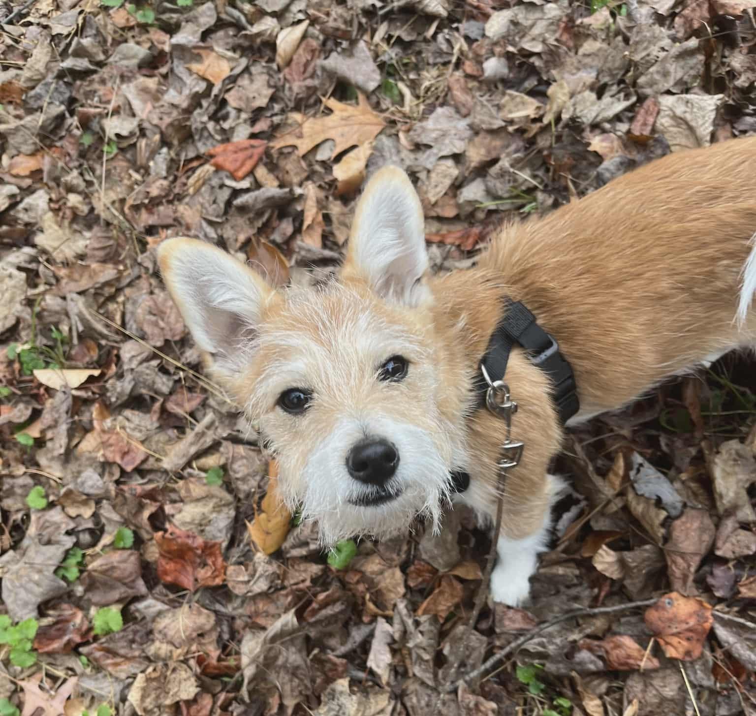 Enlarge Scooby, a ADOPTABLE mixed breed in Ellicott City, MD image 4/5