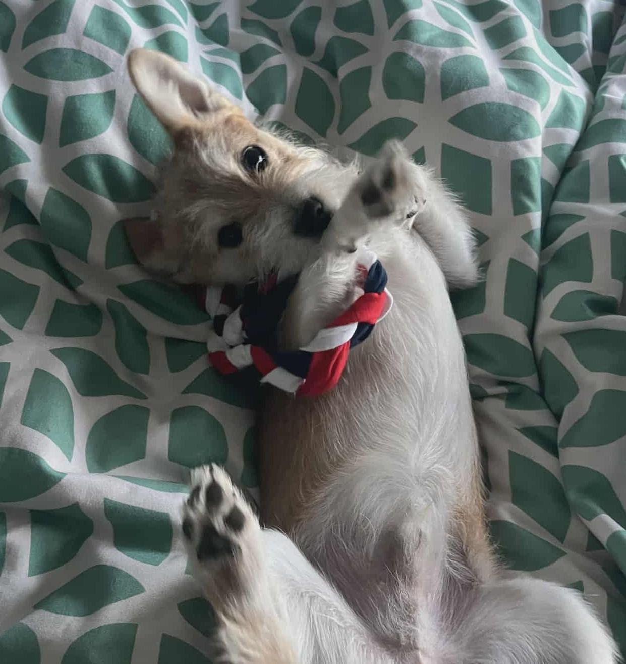 Enlarge Scooby, a ADOPTABLE mixed breed in Ellicott City, MD image 5/5