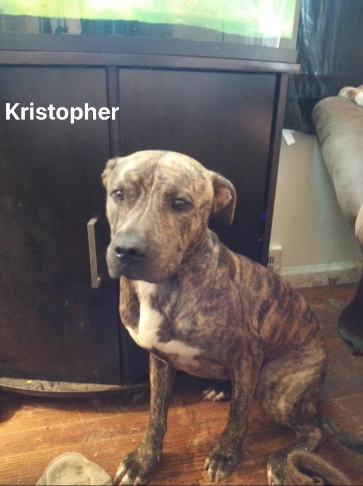 Enlarge Kristoph, a Adopted mixed breed in Plymouth, MI image 1/1