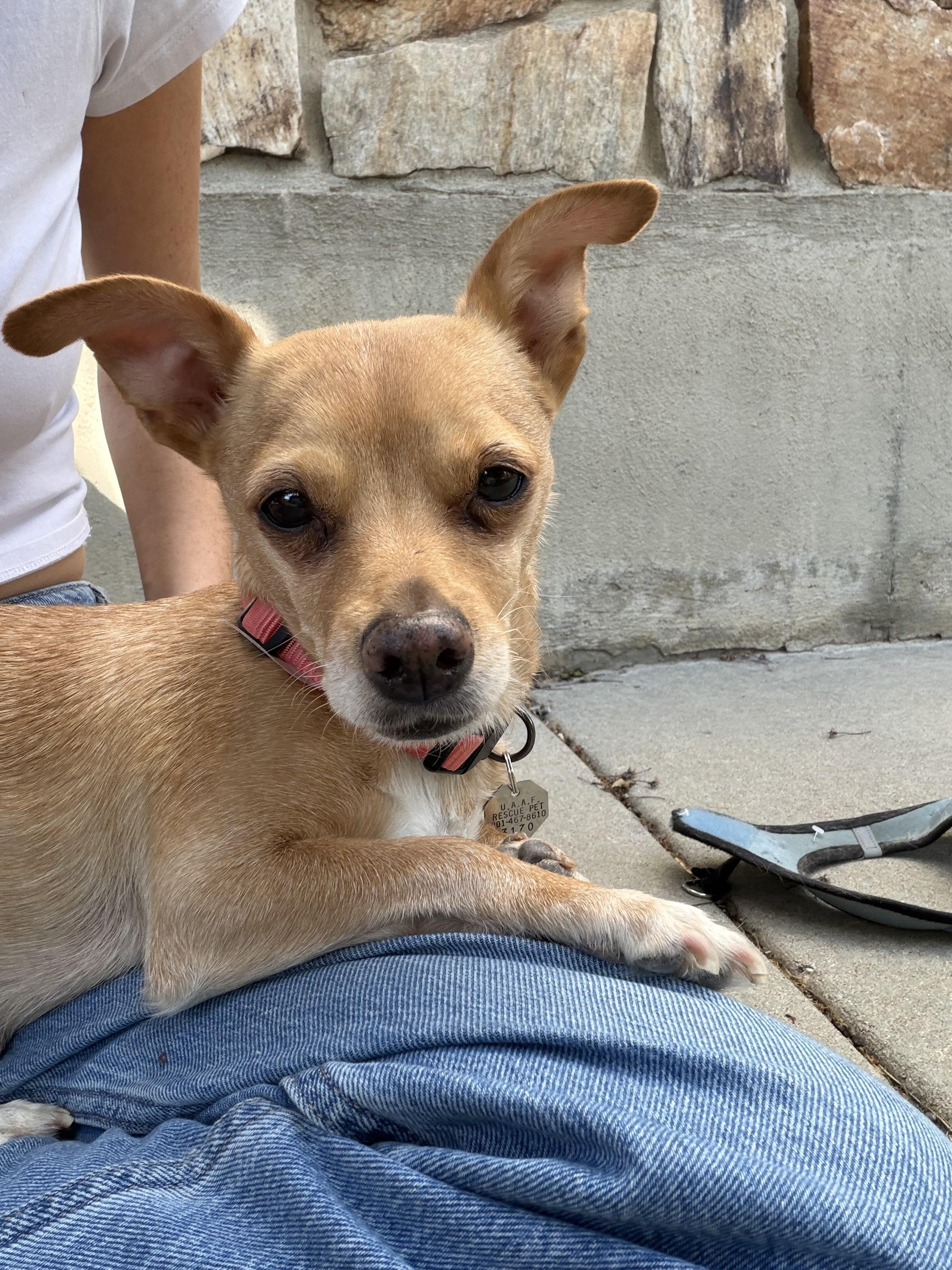 Enlarge Chi Chi, an adopted Chihuahua in Salt Lake City, UT image 4/6