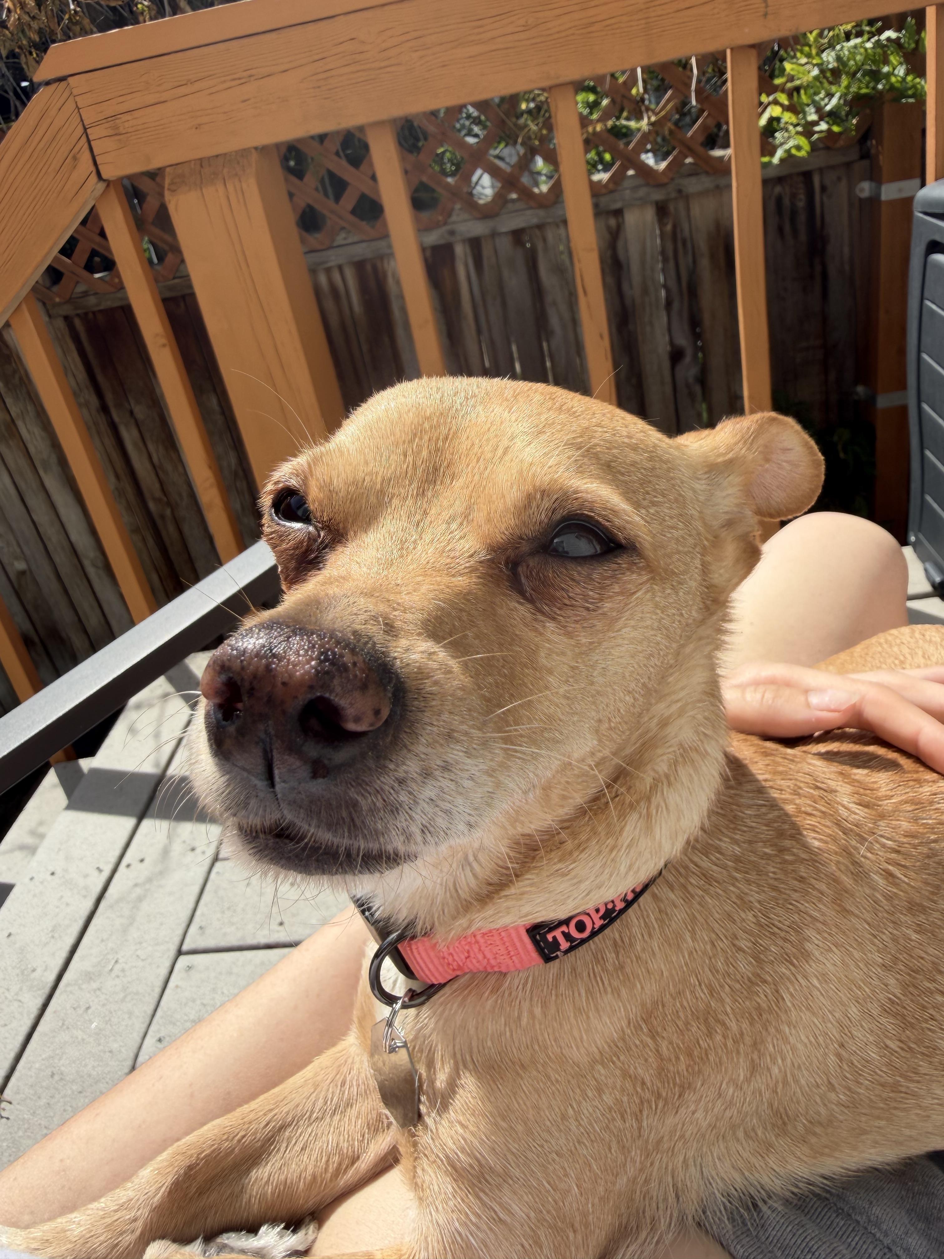 Enlarge Chi Chi, an adopted Chihuahua in Salt Lake City, UT image 5/6