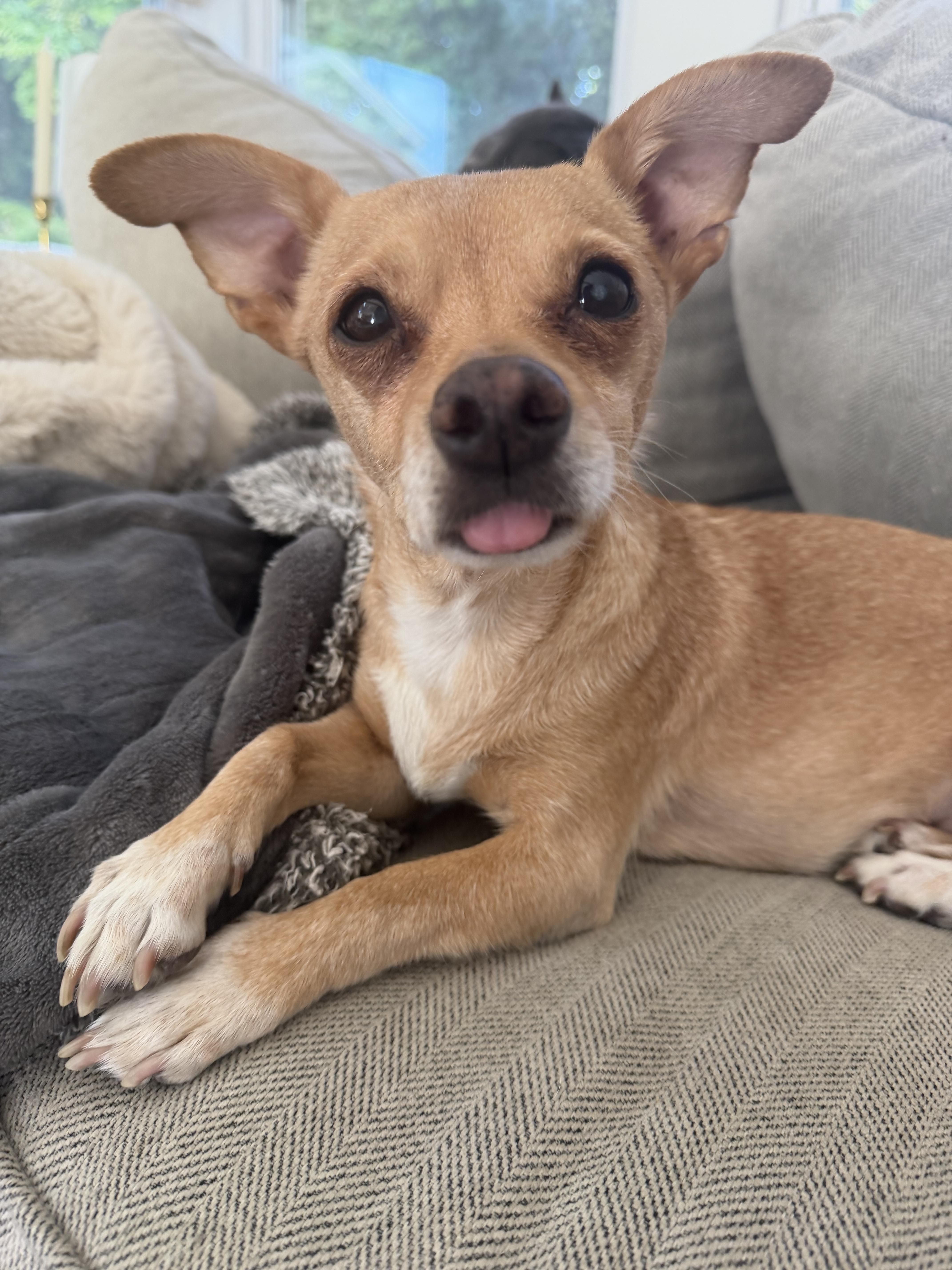 Enlarge Chi Chi, an adopted Chihuahua in Salt Lake City, UT image 2/6