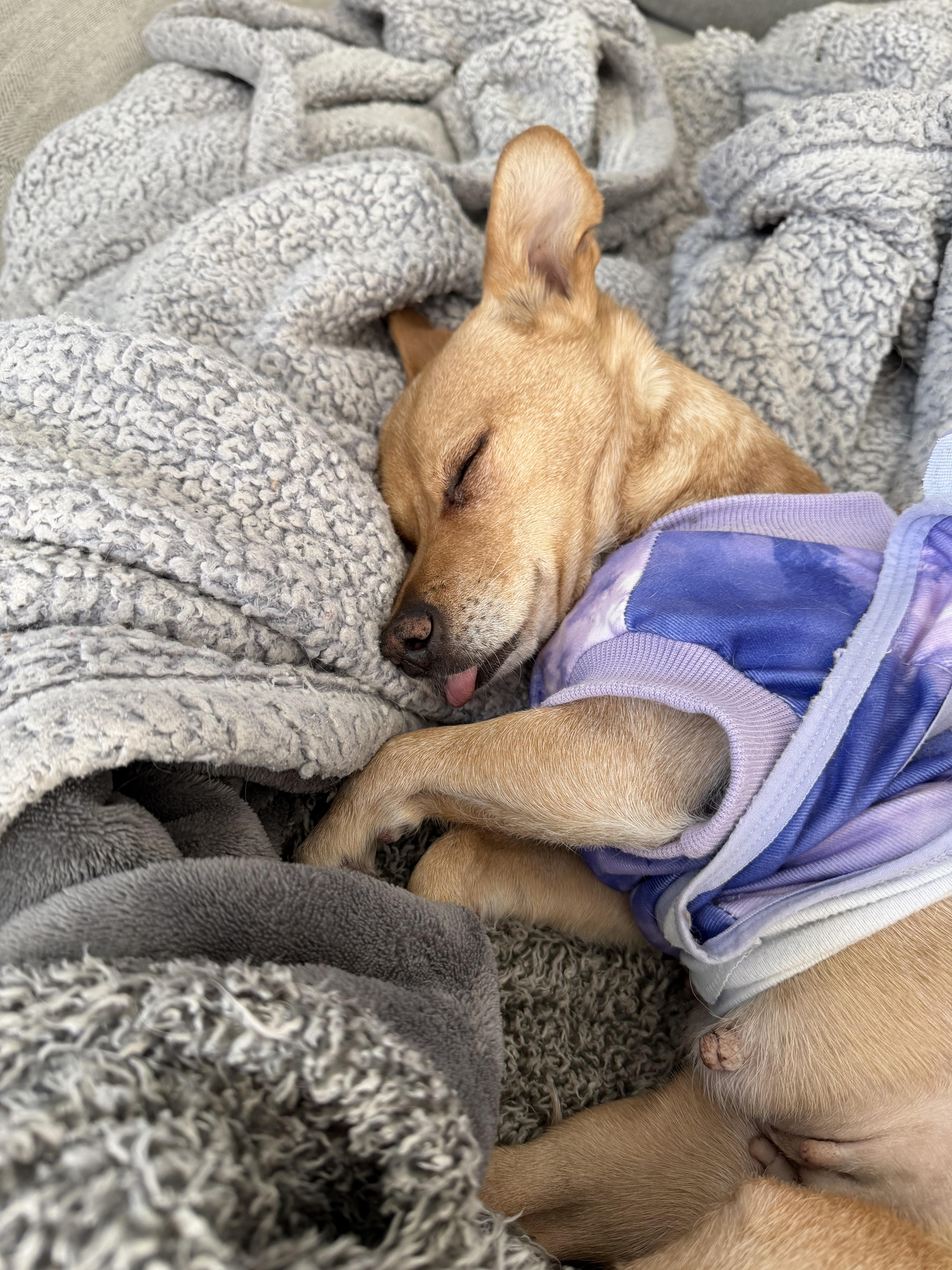 Enlarge Chi Chi, an adopted Chihuahua in Salt Lake City, UT image 3/6