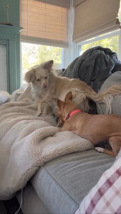 Enlarge Chi Chi, an adopted Chihuahua in Salt Lake City, UT video 6/6