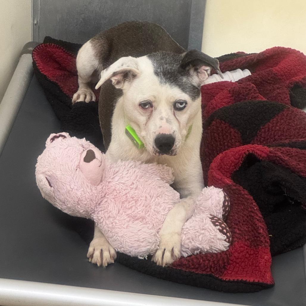 Gus, Adoptable, Senior Male Mixed Breed.