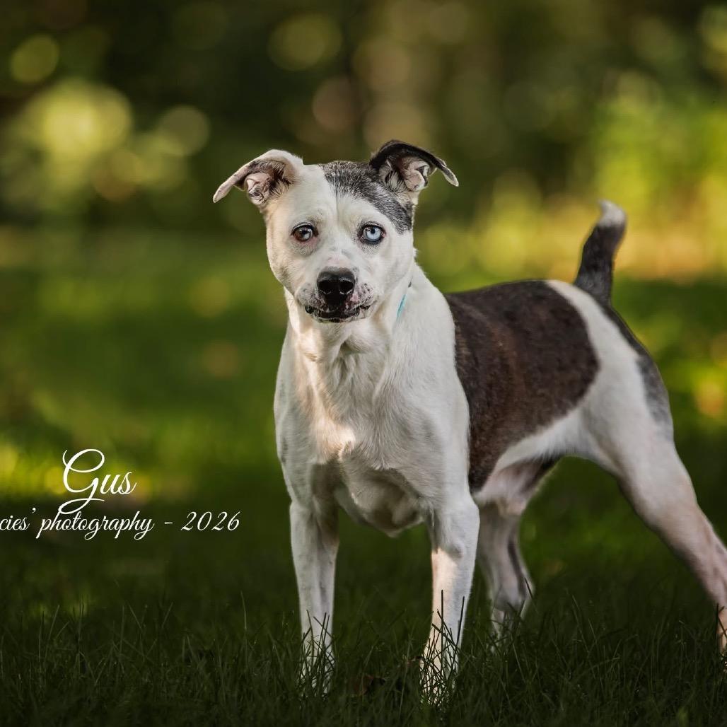 Enlarge Gus, a Adoptable Mixed Breed in Pekin, IL image 2/6