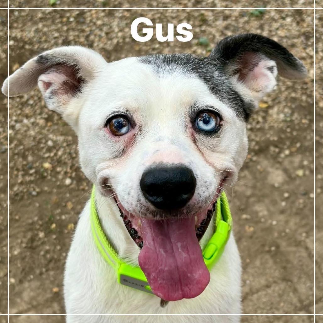 Enlarge Gus, a Adoptable Mixed Breed in Pekin, IL image 3/6