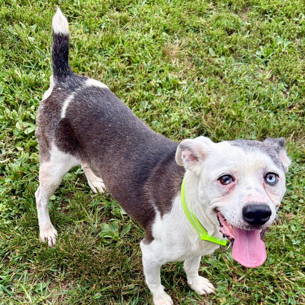 Enlarge Gus, a Adoptable Mixed Breed in Pekin, IL image 4/6