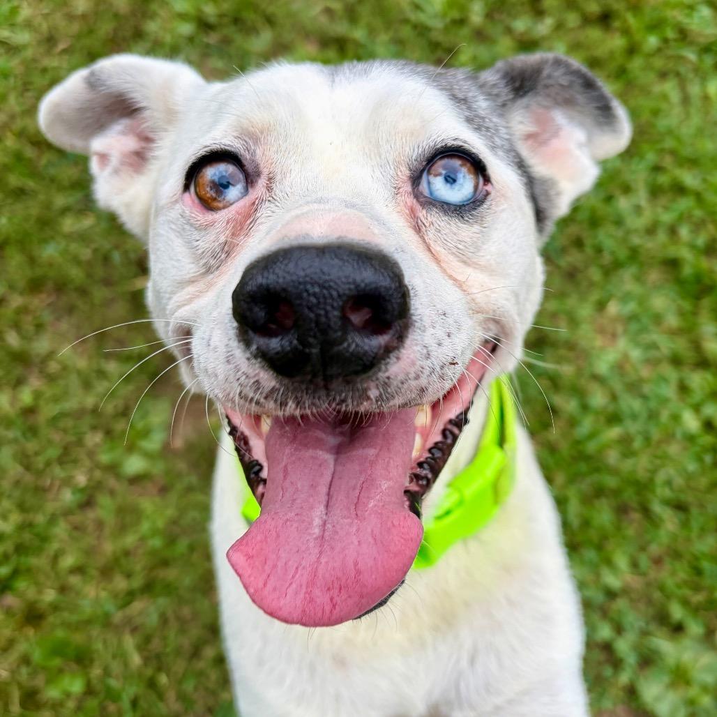 Enlarge Gus, a Adoptable Mixed Breed in Pekin, IL image 5/6