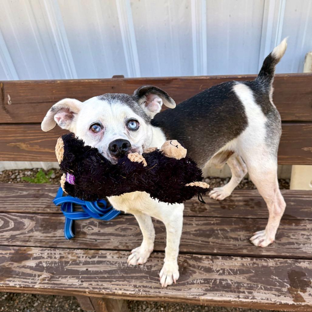 Enlarge Gus, a Adoptable Mixed Breed in Pekin, IL image 6/6
