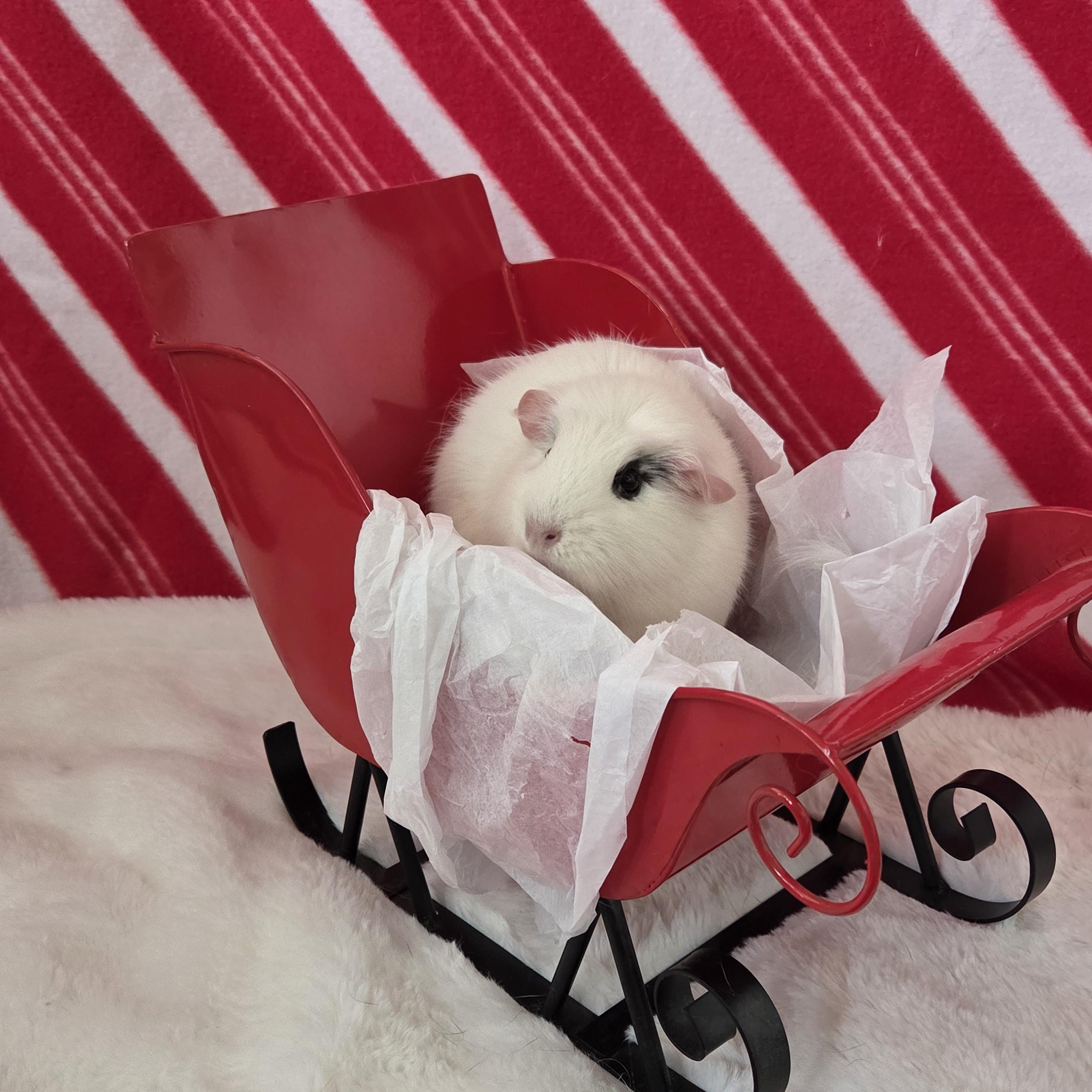 Pearl, adopted, Adult Female Guinea Pig.