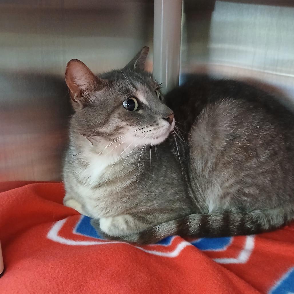 Enlarge Silver, a Adoptable Domestic Short Hair in Philadelphia, PA image 1/2