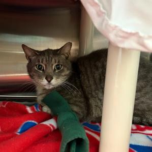 Enlarge Silver, a Adoptable Domestic Short Hair in Philadelphia, PA image 2/2