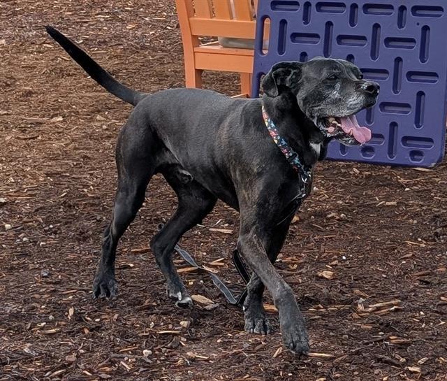 BUDDY, Adoptable, Adult Male Boxer & Mixed Breed.
