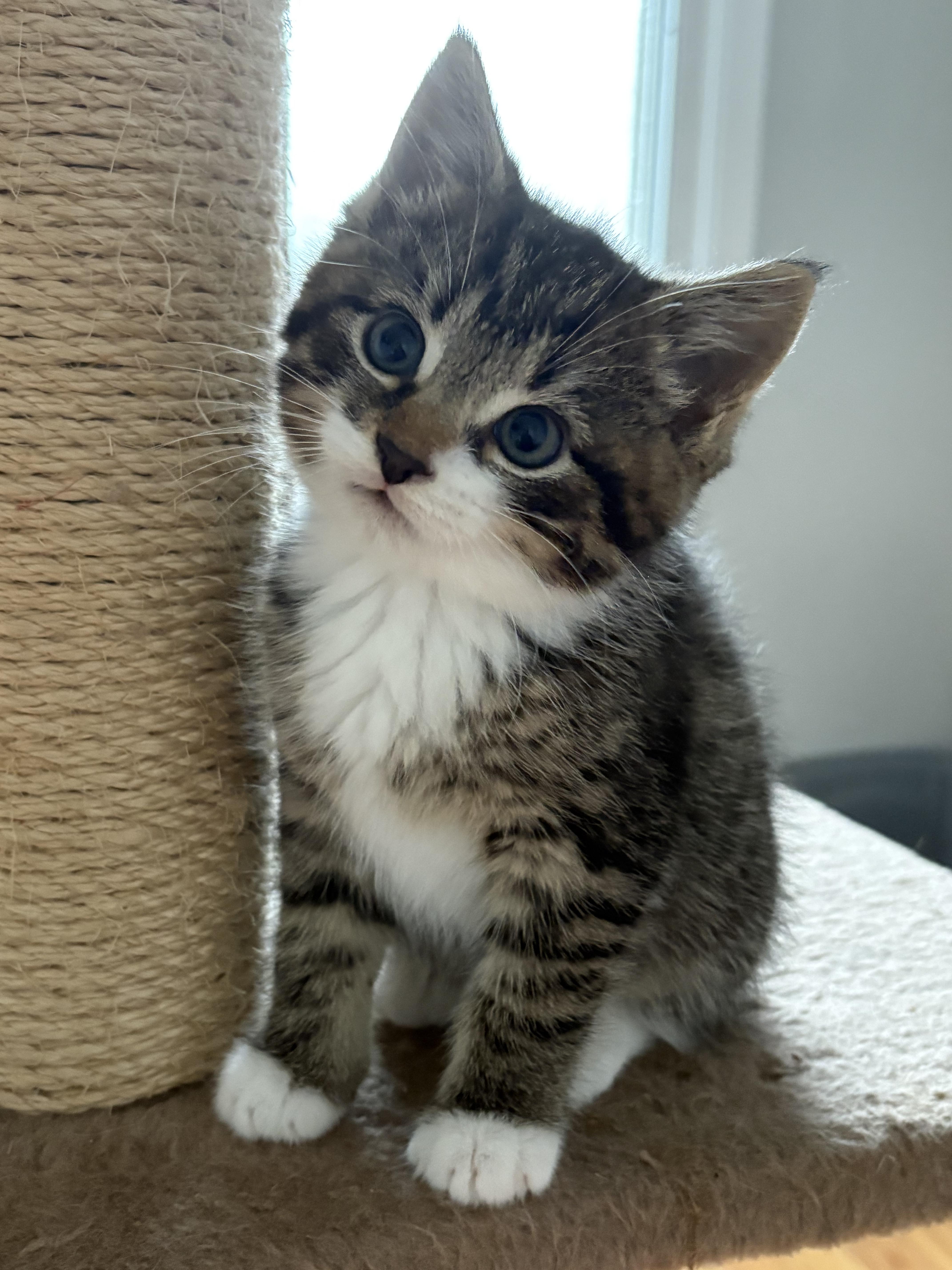 The Mean Girlsonly  thumbnail 2