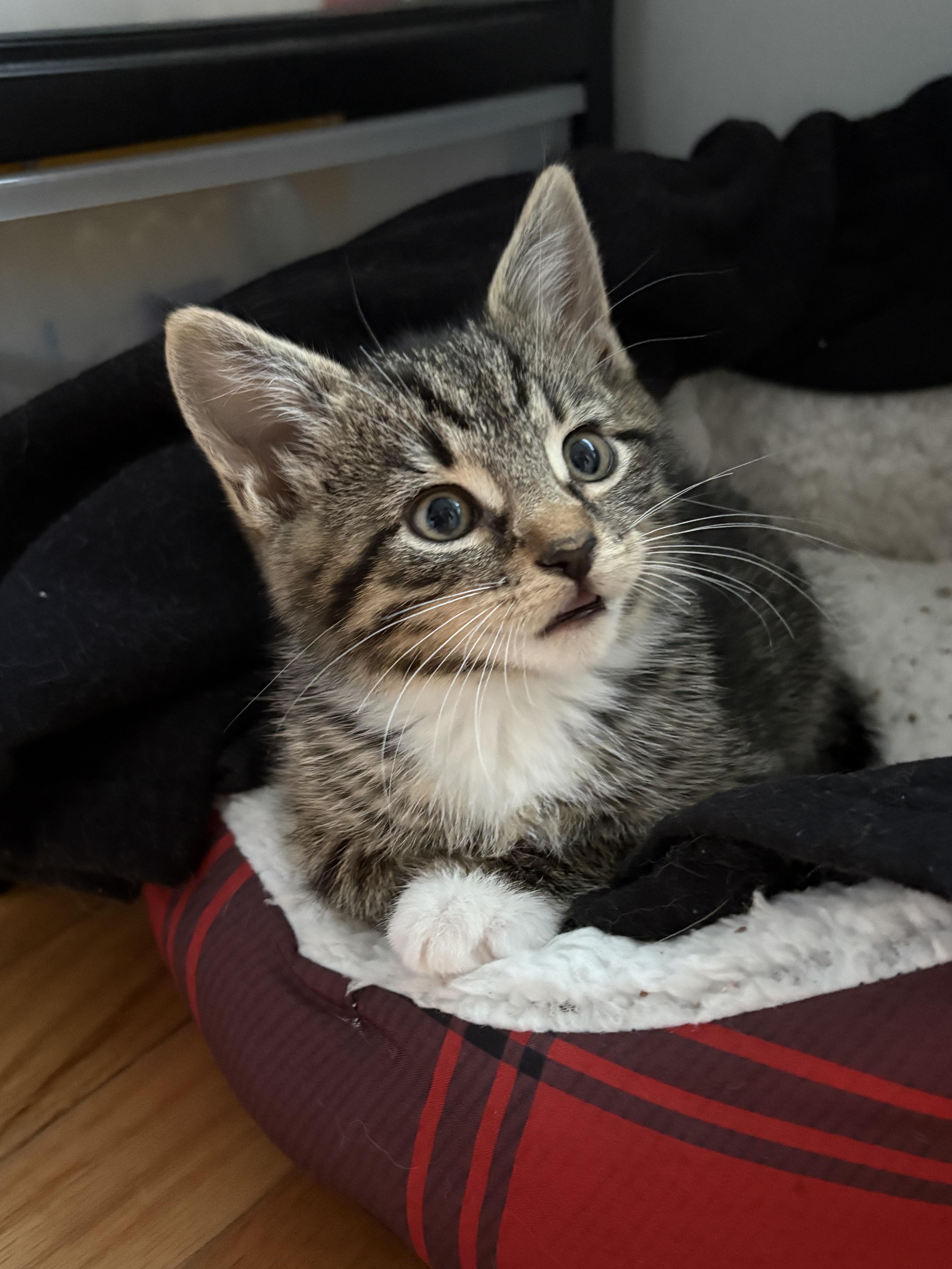 The Mean Girlsonly  thumbnail 5