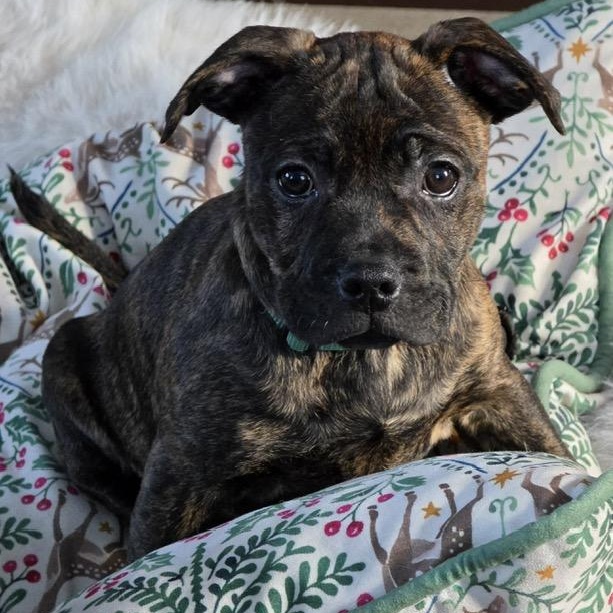 Charles, an adopted mixed breed in Midland, MI image 1/6