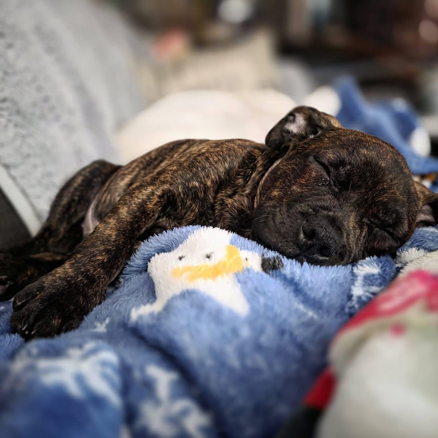 Charles, an adopted mixed breed in Midland, MI image 6/6