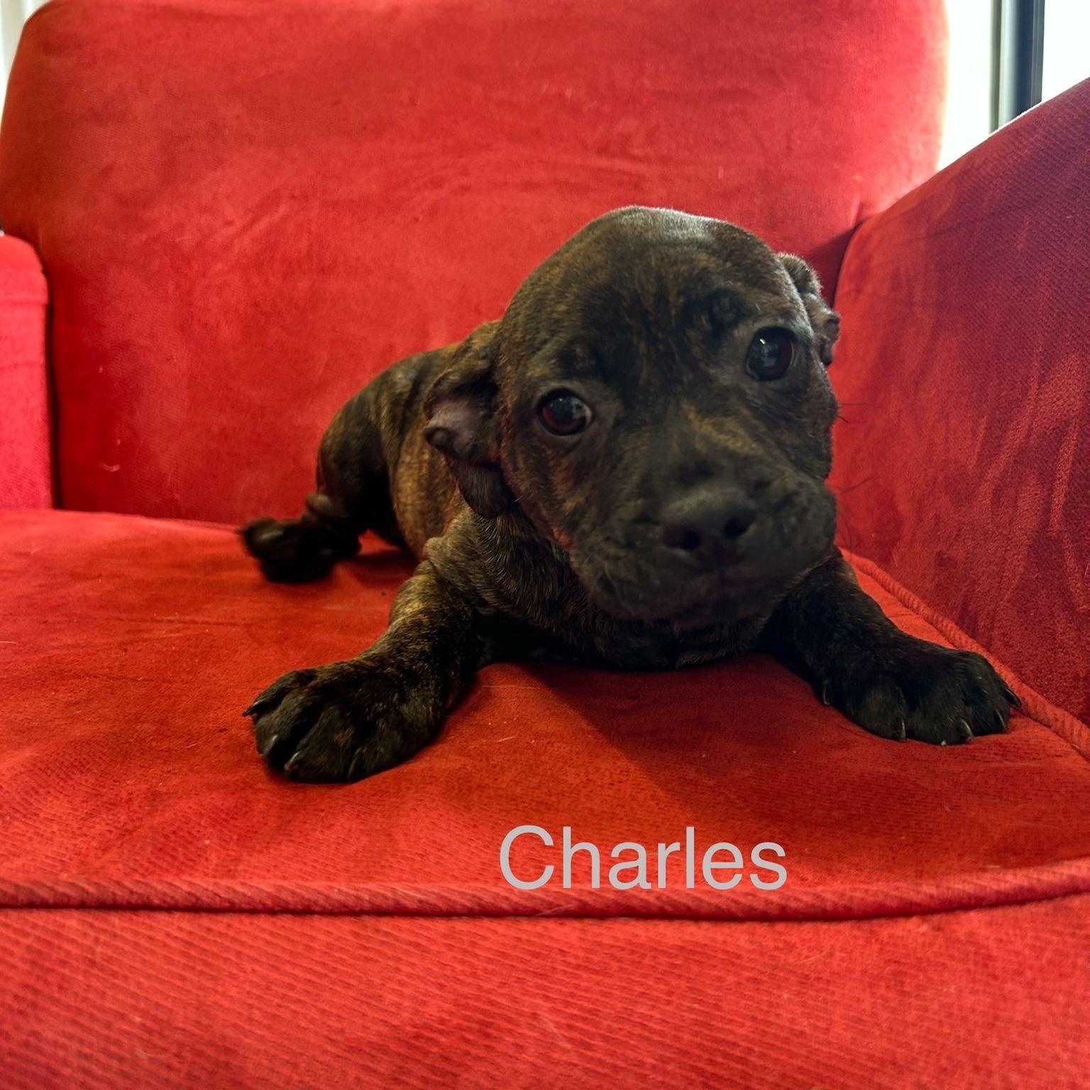 Charles, an adopted mixed breed in Midland, MI image 4/6