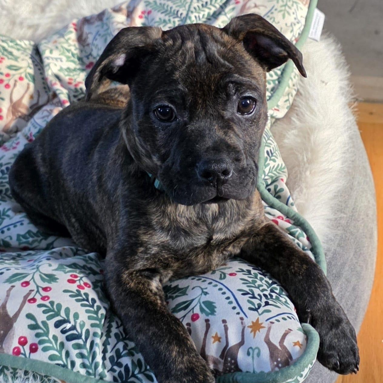 Charles, an adopted mixed breed in Midland, MI image 3/6