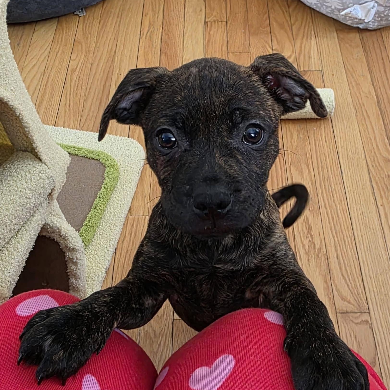 Charles, an adopted mixed breed in Midland, MI image 5/6