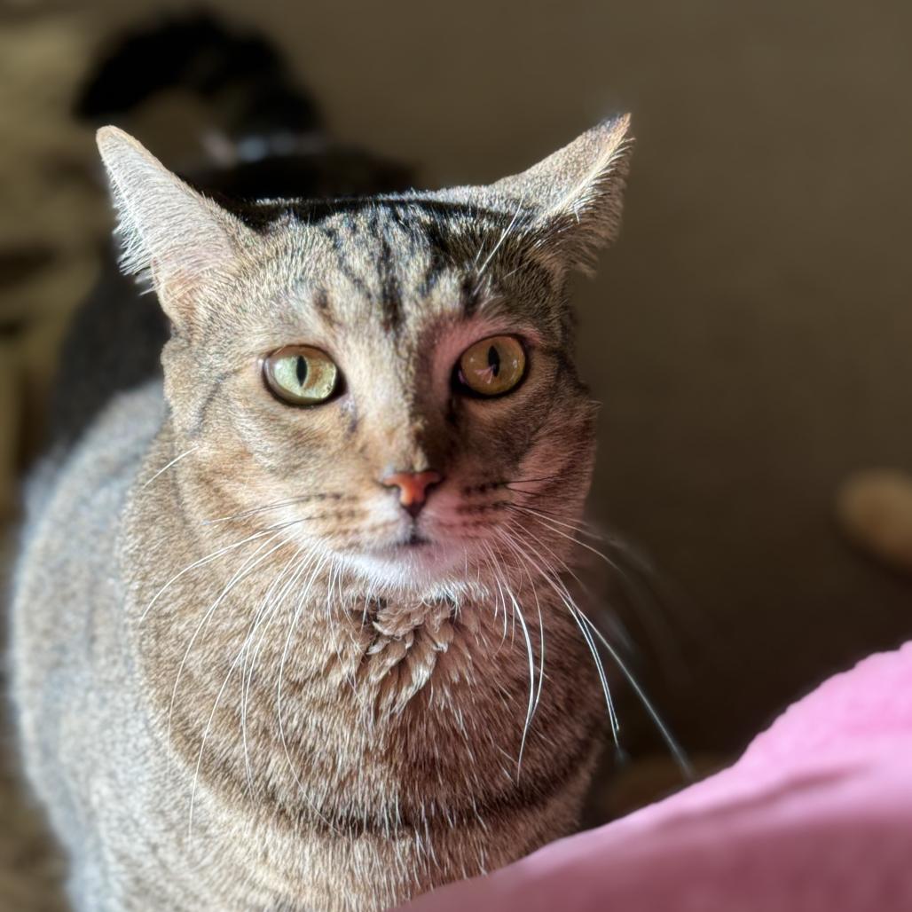 Willow Maise, Adoptable, Adult Female Domestic Short Hair.