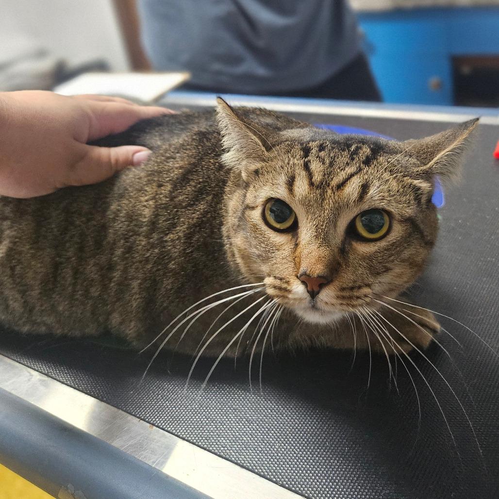 Enlarge Willow Maise, a Adoptable Domestic Short Hair in Wahiawa, HI image 2/2