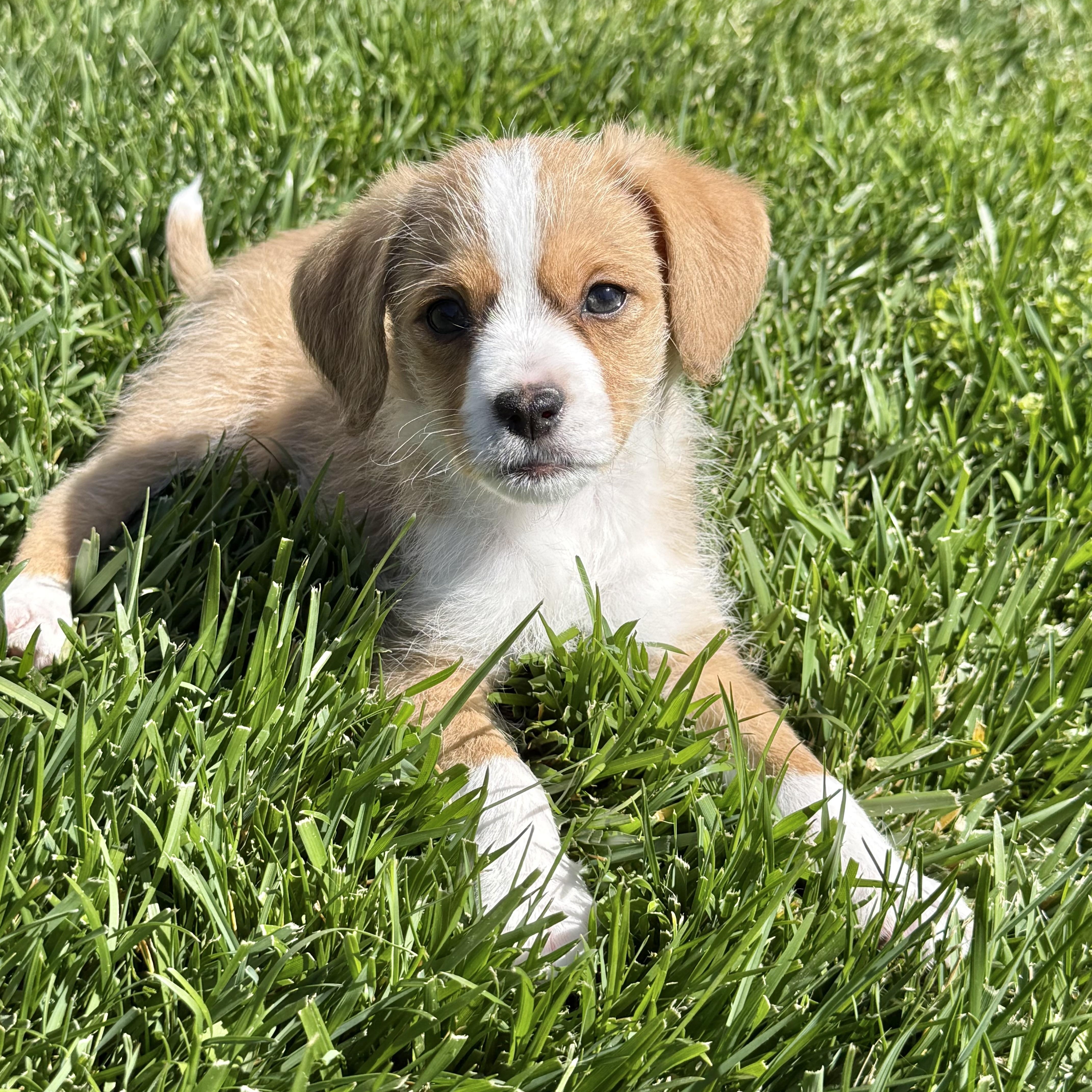 Colby Jack (Lil’ Wedges Litter) , an adopted mixed breed in Redwood City, CA image 3/6