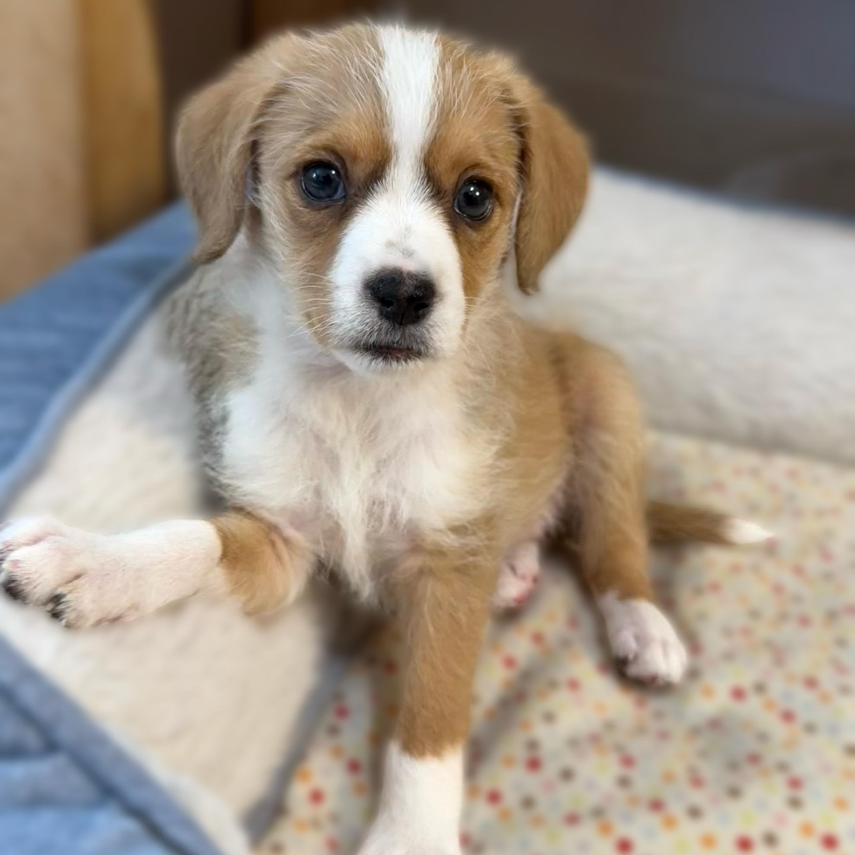 Colby Jack (Lil’ Wedges Litter) , an adopted mixed breed in Redwood City, CA image 1/6