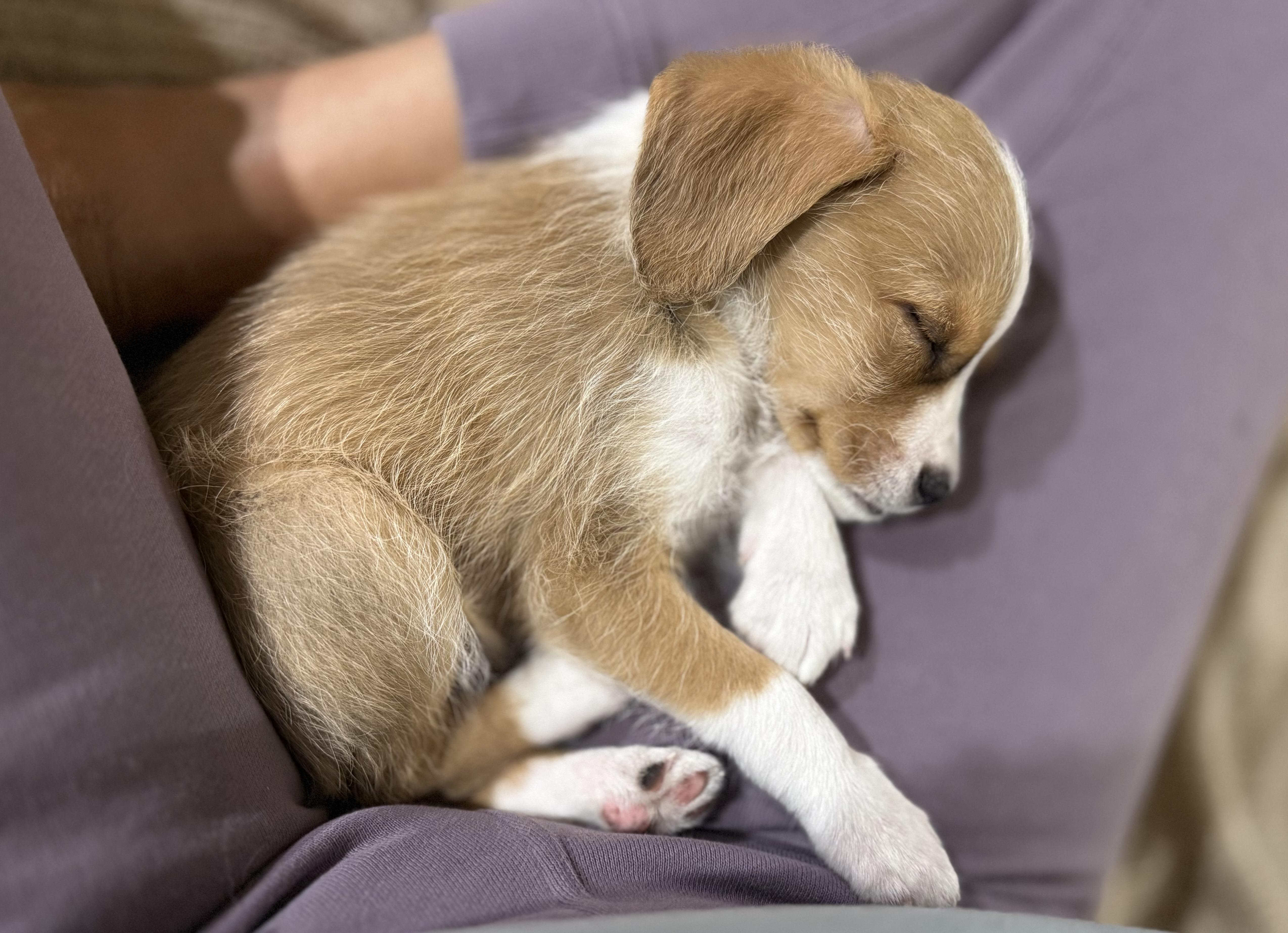 Colby Jack (Lil’ Wedges Litter) , an adopted mixed breed in Redwood City, CA image 2/6