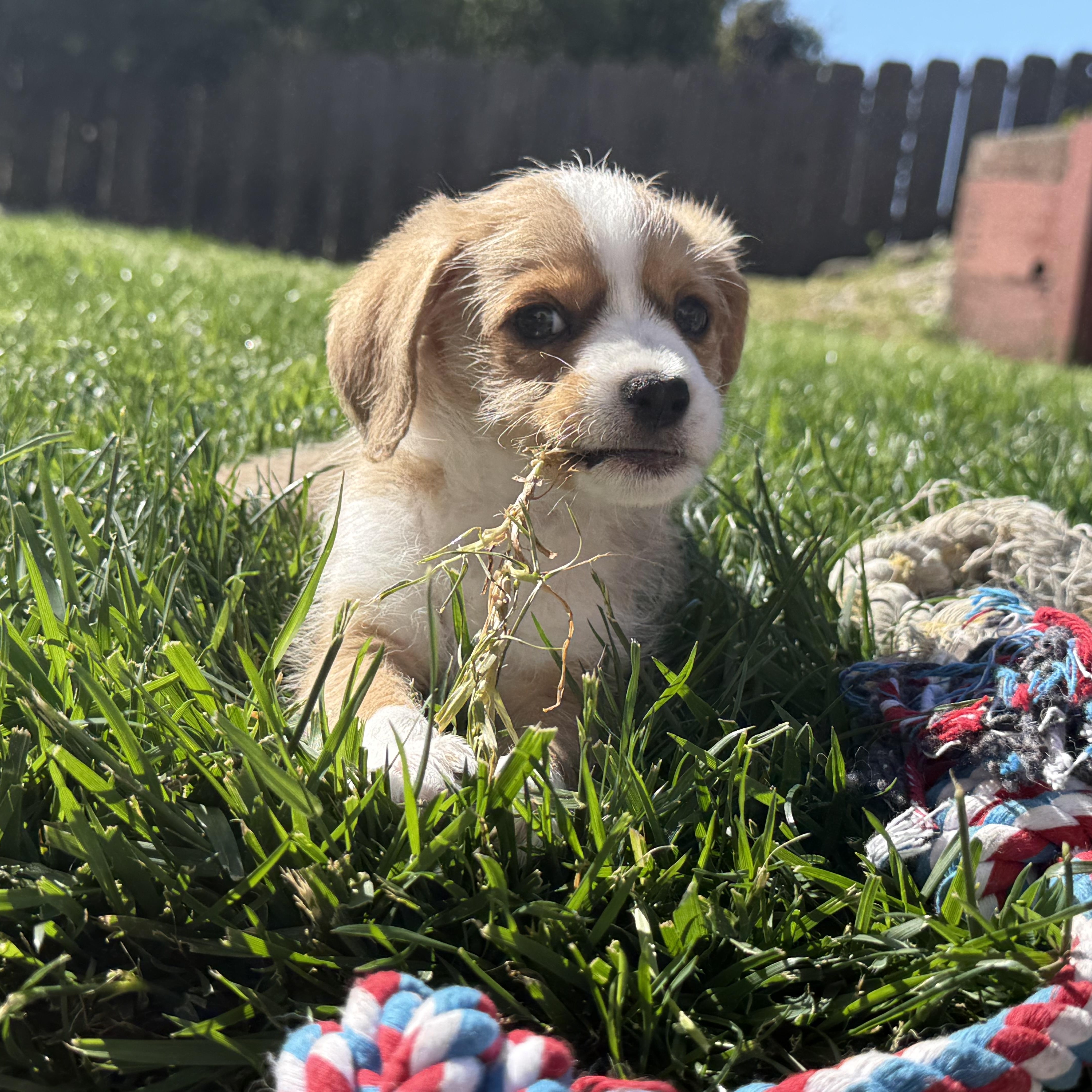 Colby Jack (Lil’ Wedges Litter) , an adopted mixed breed in Redwood City, CA image 5/6