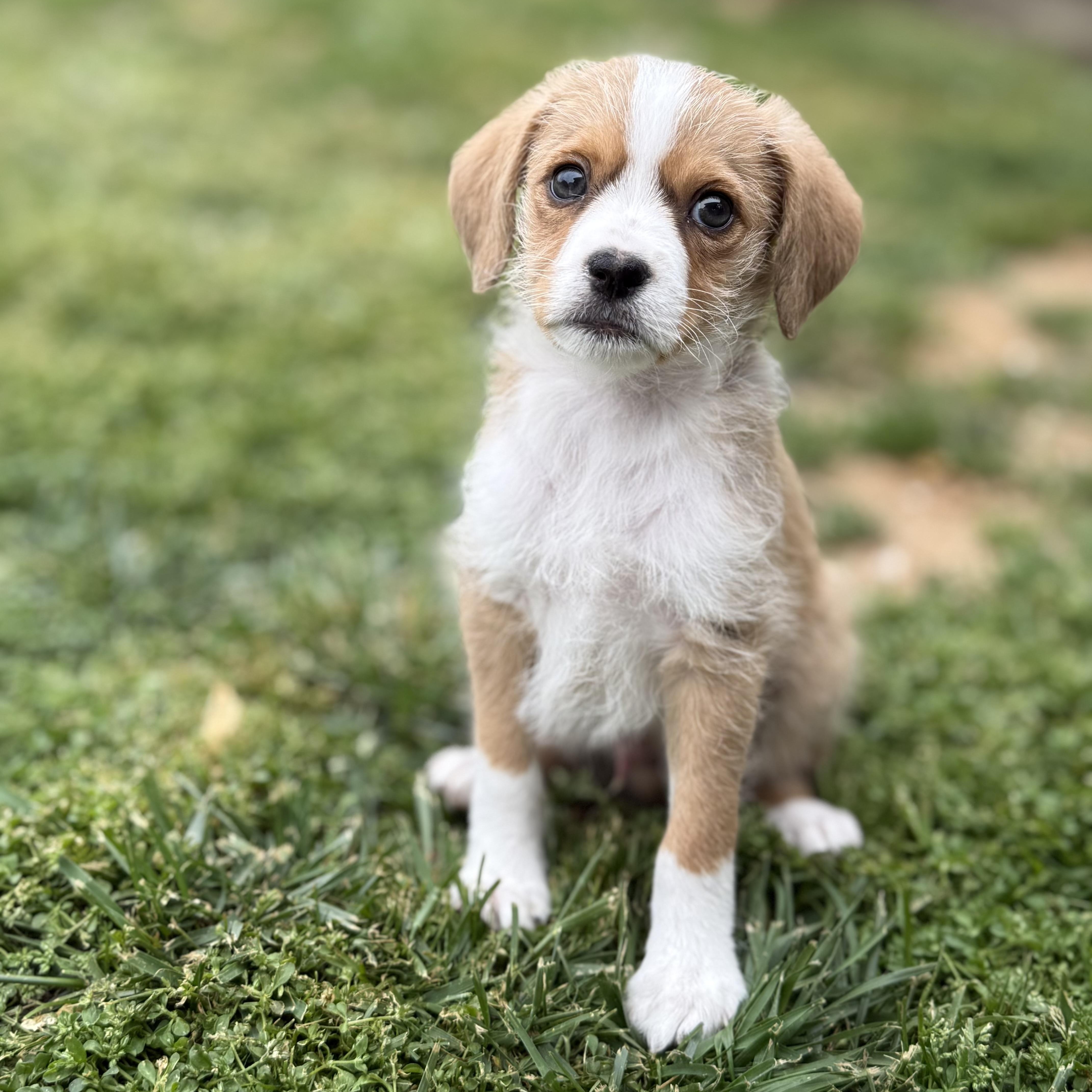 Colby Jack (Lil’ Wedges Litter) , an adopted mixed breed in Redwood City, CA image 4/6