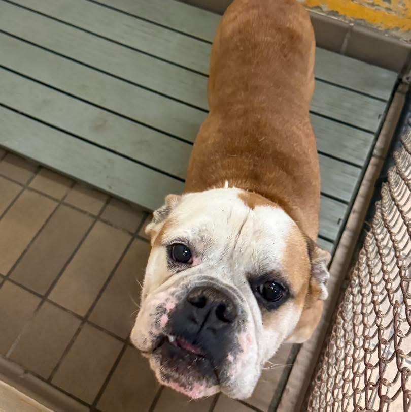 ENZO — thumbnail 2