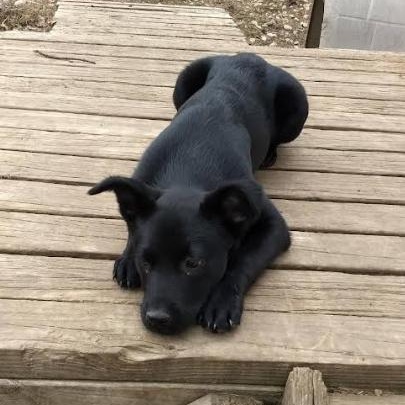 Lincoln, Adoptable, Young Male Border Collie.