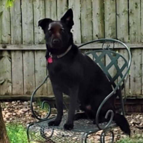 Lincoln, an adoptable Border Collie in Barrington Hills, IL, 60010 | Photo Image 2