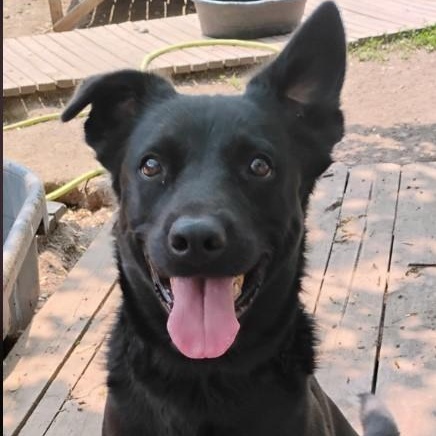 Lincoln, Adoptable, Young Male Border Collie.