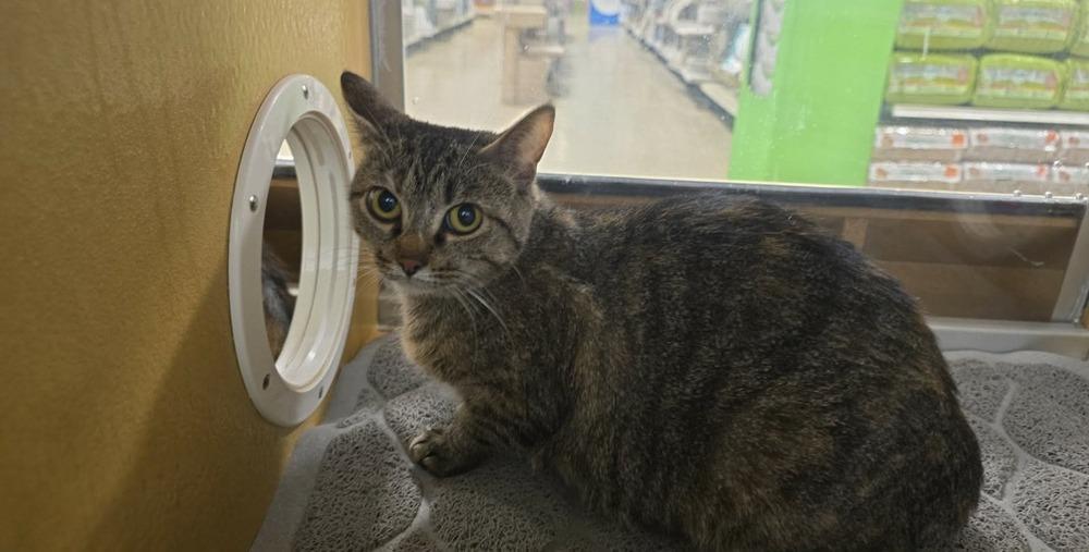 Mandy, Adoptable, Adult Female Domestic Short Hair.