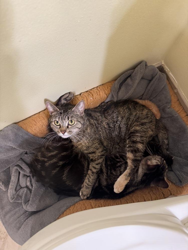 Enlarge Mandy, a Adoptable Domestic Short Hair in Clinton Township, MI image 2/3