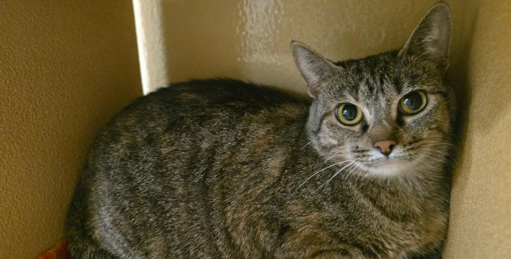 Enlarge Mandy, a Adoptable Domestic Short Hair in Clinton Township, MI image 3/3
