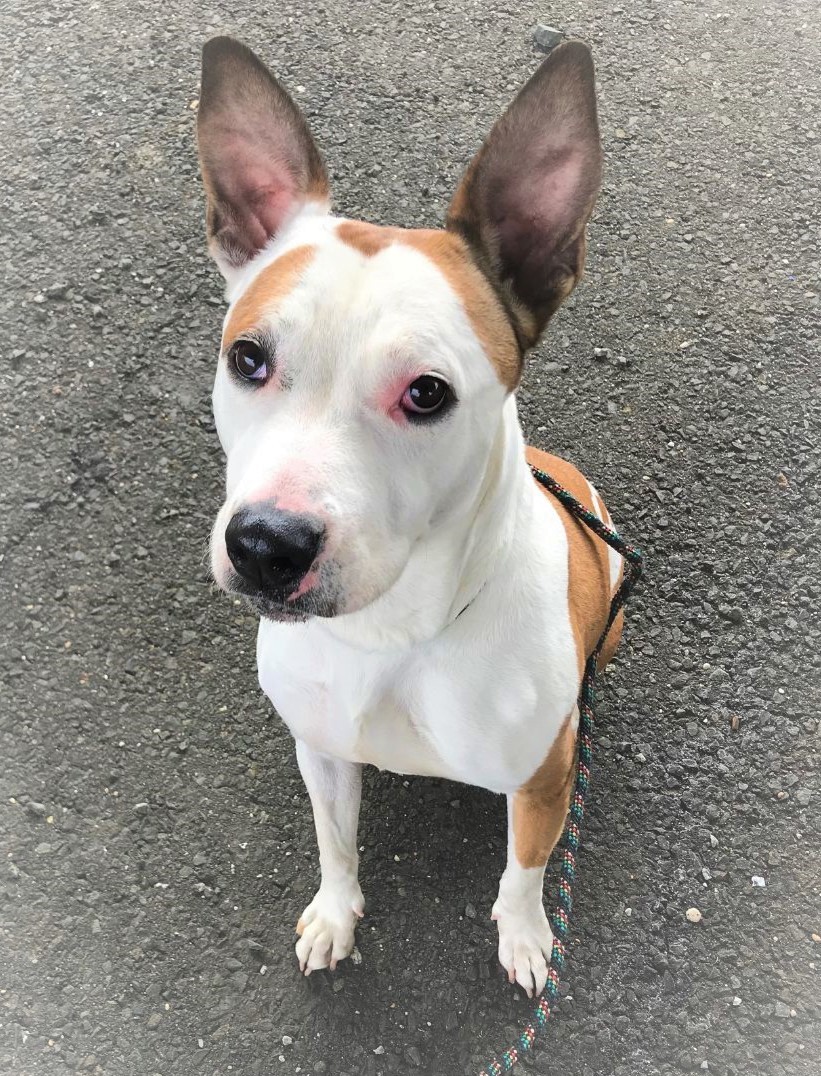 Parker, a Adoptable mixed breed in Westport, CT image 1/3