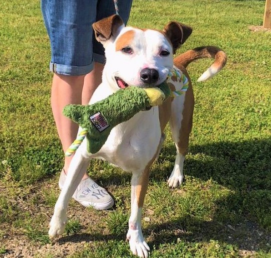 Parker, a Adoptable mixed breed in Westport, CT image 2/3