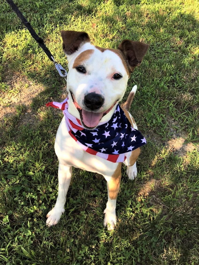 Parker, a Adoptable mixed breed in Westport, CT image 3/3